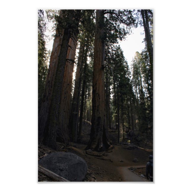 Impression Photo Parc national de Sequoia (Devant)