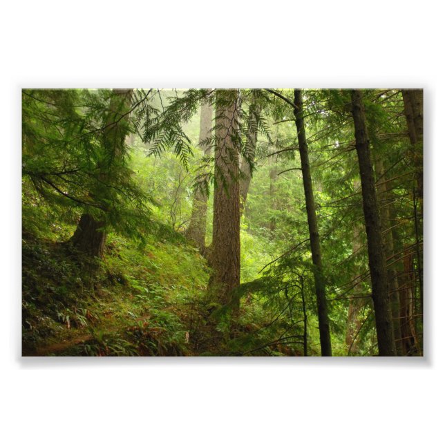 Impression Photo Parc national olympique Washington Rainforest Phot (Devant)
