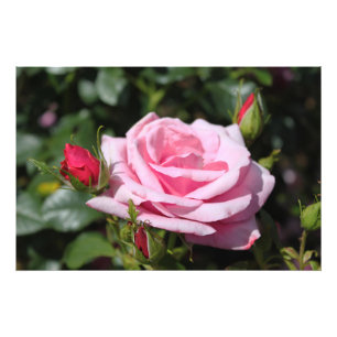Impression Photo parfait travail d'art photographique de fleur et b