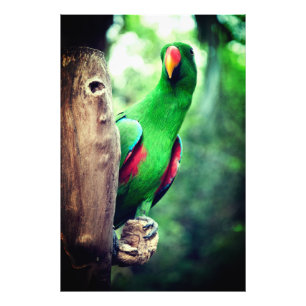 Impression Photo Parrot coloré Macaw Bird