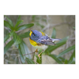 Impression Photo Parula Parula americana du Nord)