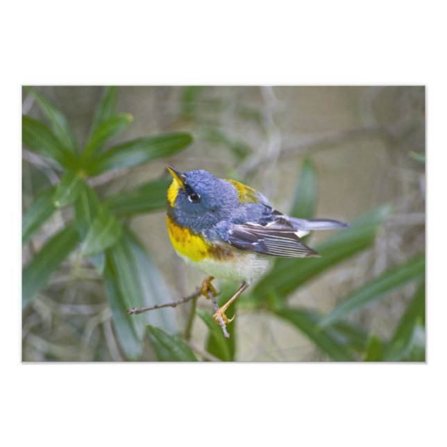 Impression Photo Paruline à collier (Parula americana) (Devant)