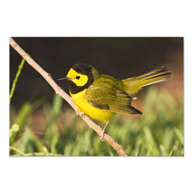 Impression Photo Paruline citrine (Wilsonia citrina) (Devant)