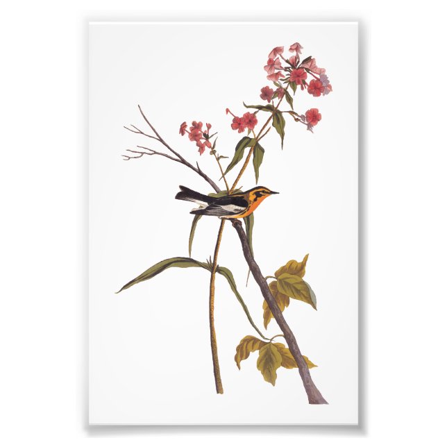 Impression Photo Paruline noire Vintage Audubon Songbird Art (Devant)