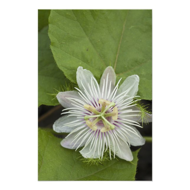 Impression Photo Passiflore de Galapagos Passiflora foetida (Devant)