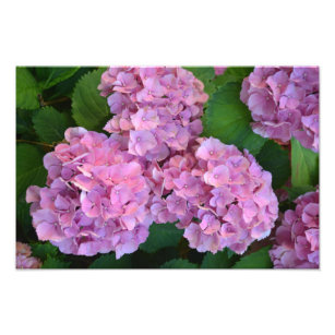 Impression Photo Pastel rose Hortensia hydrangea fleurs