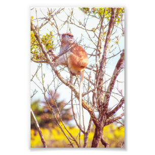 Impression Photo Patas est au sommet d'un arbre