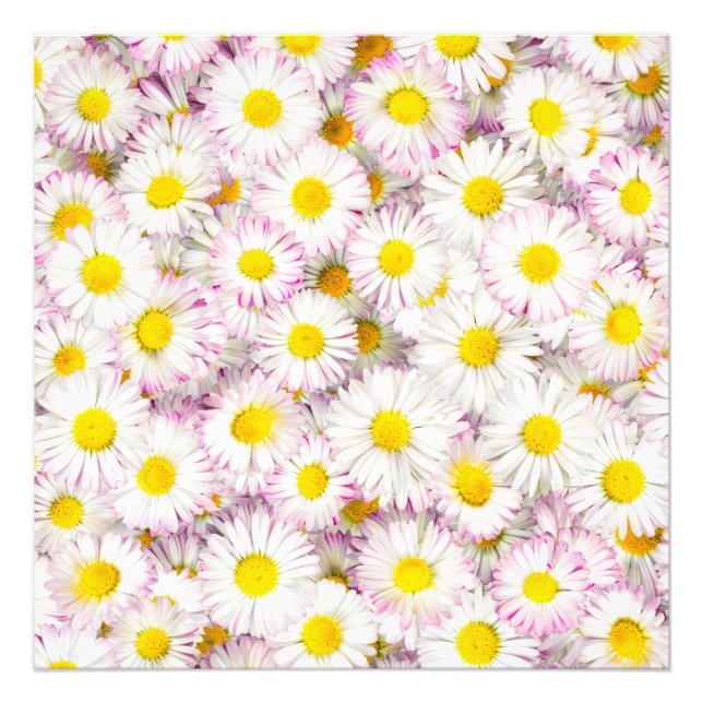 Impression Photo Patters Pink Purple Daisy Flower (Devant)