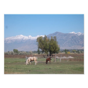 Impression Photo Pâturage de chevaux