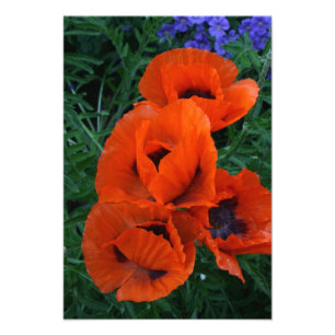 Impression Photo Pavots