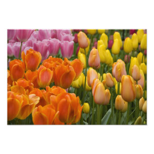 Impression Photo Pays-Bas aka Hollande), Lisse. Keukenhof 5