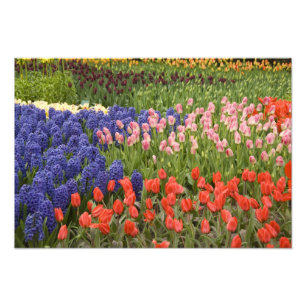 Impression Photo Pays-Bas alias Holland), Lisse. Keukenhof 4