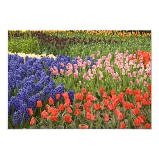 Impression Photo Pays-Bas alias Holland), Lisse. Keukenhof 4 (Devant)