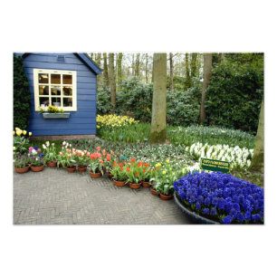 Impression Photo Pays-Bas alias Hollande), Lisse. Keukenhof 11