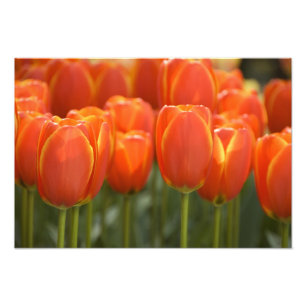 Impression Photo Pays-Bas alias Hollande), Lisse. Keukenhof 7