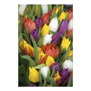 Impression Photo Pays-Bas, Hollande du Sud, Amsterdam