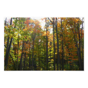 Impression Photo Paysage d'automne de forêt ensoleillée