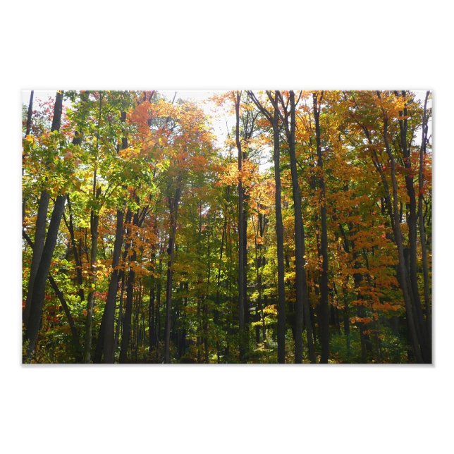 Impression Photo Paysage d'automne de forêt ensoleillée (Devant)