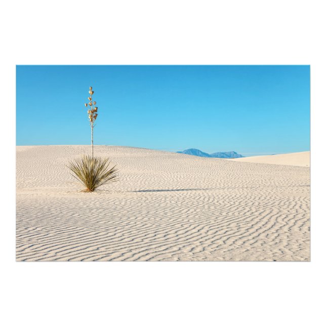 Impression Photo Paysage du désert de sable blanc et Yucca (Devant)
