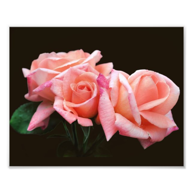 Impression Photo Peach Rosebud Trio 8x10 (Devant)