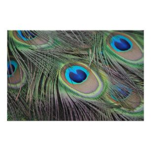 Impression Photo Peacock Bird Paon