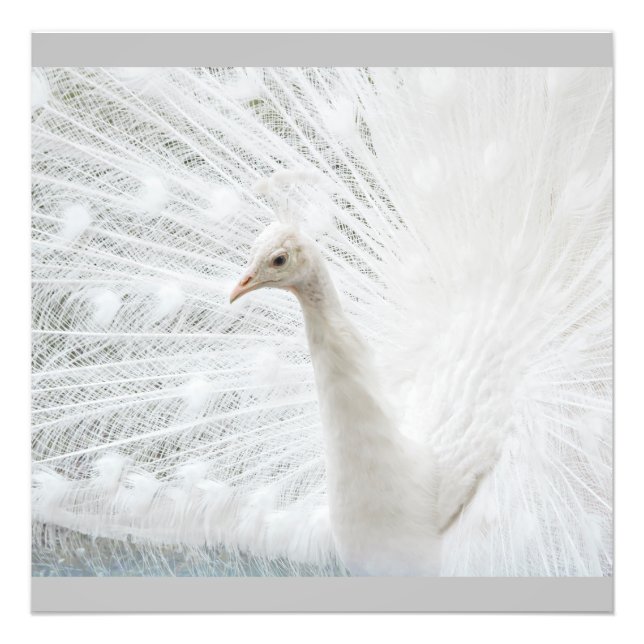 Impression Photo Peacock blanc belles plumes (Devant)