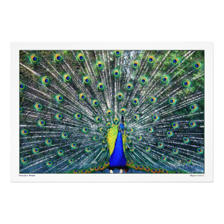 IMPRESSION PHOTO PEACOCK FIER
