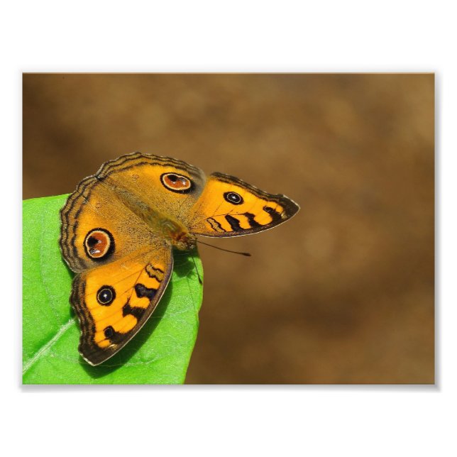 Impression Photo Peacock Pansy (Devant)