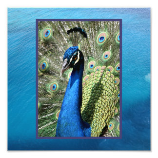 Impression Photo Peacock sur Ocean Arrière - plan