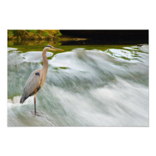 Impression Photo Pêche au héron à Olmstead Falls, Ohio