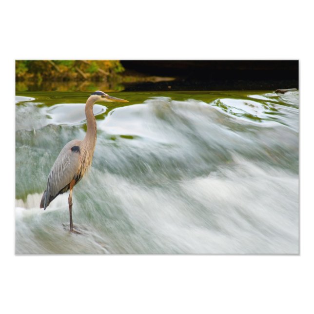 Impression Photo Pêche au héron à Olmstead Falls, Ohio (Devant)