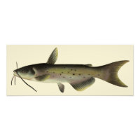 Pêche au poisson-chat, vie marine fluviale vintage