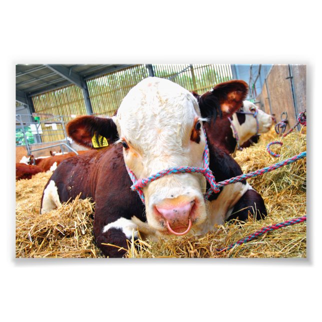 Impression Photo Pedigree Hereford Vache (Devant)