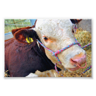 Impression Photo Pedigree Hereford Vache