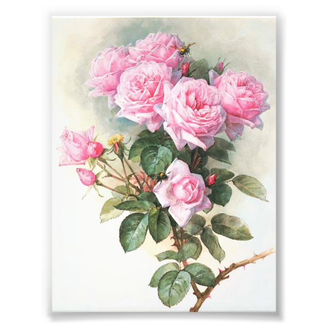 Impression Photo Peinture vintage rose Roses (Devant)