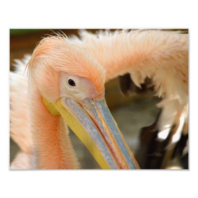 Impression photo Pélican (Devant)