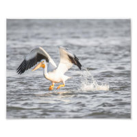 Pélican blanc se déplaçant de l'eau
