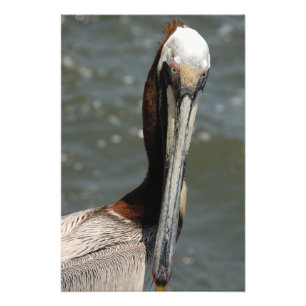 Impression Photo Pelican me regarde
