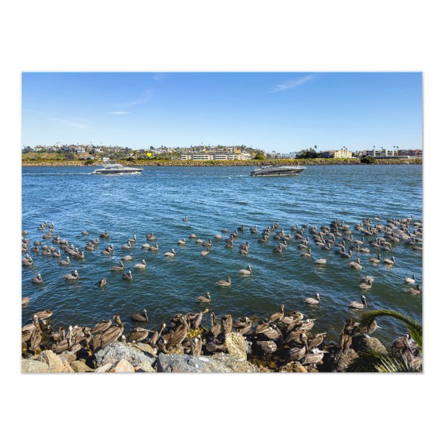 Impression Photo Pélicans - Marina Del Rey, CA (Devant)