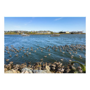 Impression Photo Pélicans - Marina Del Rey, CA