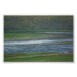 Impression Photo Pélicans rejoignez l'Oie