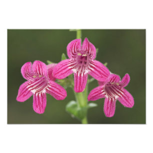 Impression Photo Pennsylvon de Scarlet, triflorus de Penstemon,