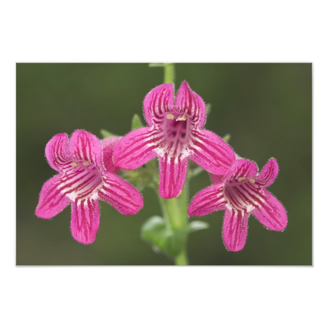Impression Photo Pénstémon écarlate, Penstemon triflorus, (Devant)