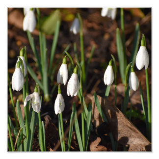 Impression Photo Perce-neige