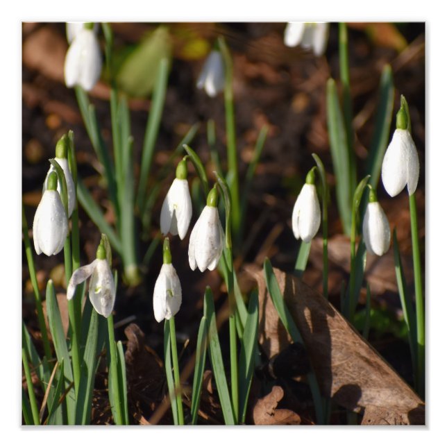Impression Photo Perce-neige  (Devant)