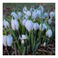 Perce-neige