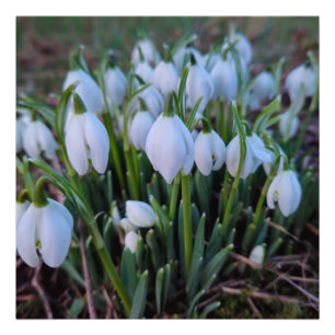 Impression Photo Perce-neige