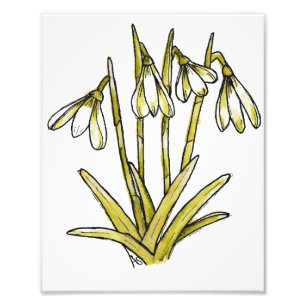 Impression Photo Perce-neige