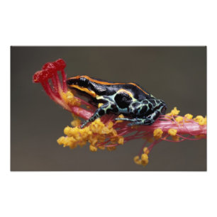 Impression Photo Pérou, Forêt tropicale péruvienne. Grenouille flèc