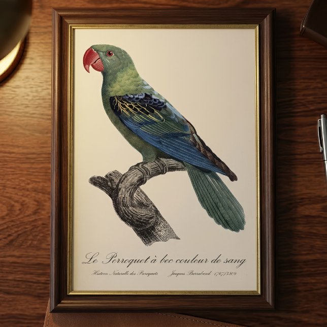Impression Photo Perroquet a bec couleur sang / Perroquet à bec (Great-Billed Parrot, Tanygnathus Megalorynchos. Photo Print)